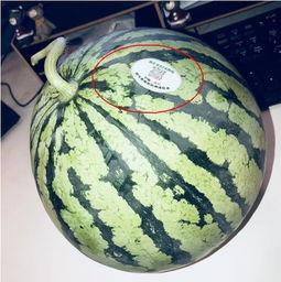 伦敦吃瓜网红是谁啊,揭秘“吃瓜达人”的真实身份